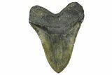 Huge, Fossil Megalodon Tooth - North Carolina #368436-2